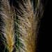 Pampas Grass by jaybutterfield