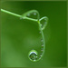 Dewy tendrils by dide
