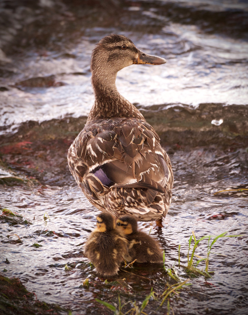 Mother duck by dkbarnett