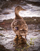 3rd Jan 2017 - Mother duck
