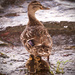 Mother duck by dkbarnett