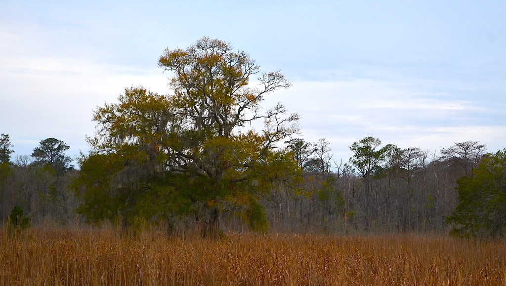 DSC_1837 by congaree