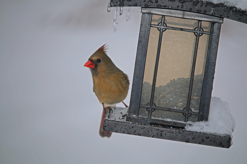 Mrs. Cardinal by hellie