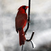 Cardinal by hellie