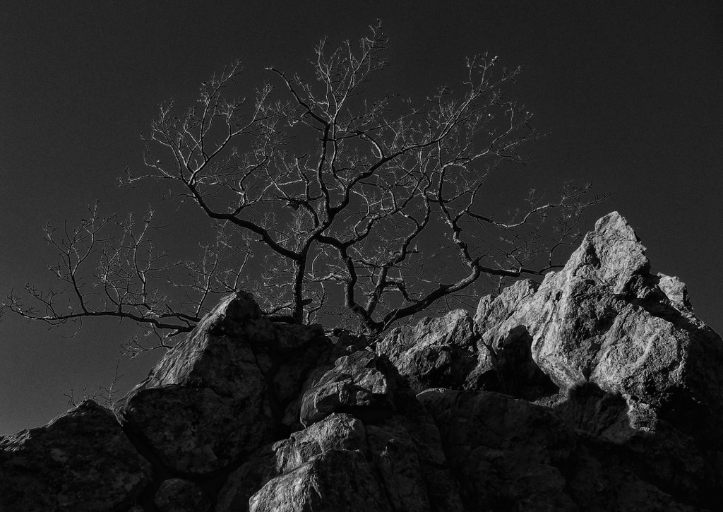 Tree at the summit by laroque