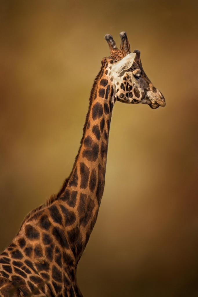 Giraffe by shepherdmanswife