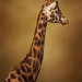 Giraffe by shepherdmanswife