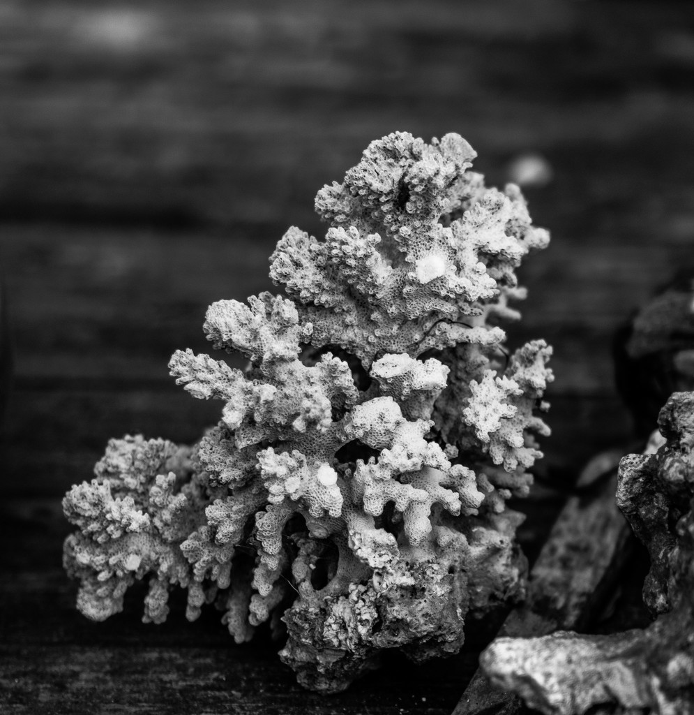 Weathered Coral by randystreat