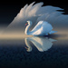 Swan Lake by lupus