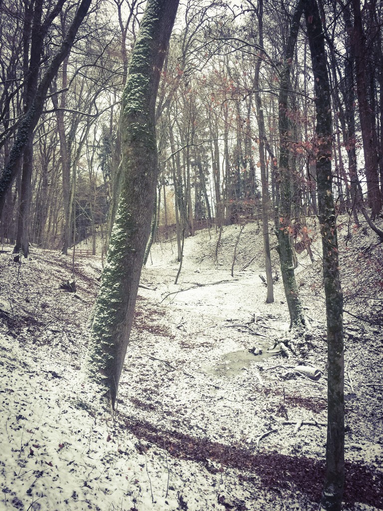Snow in the forest.  by cocobella