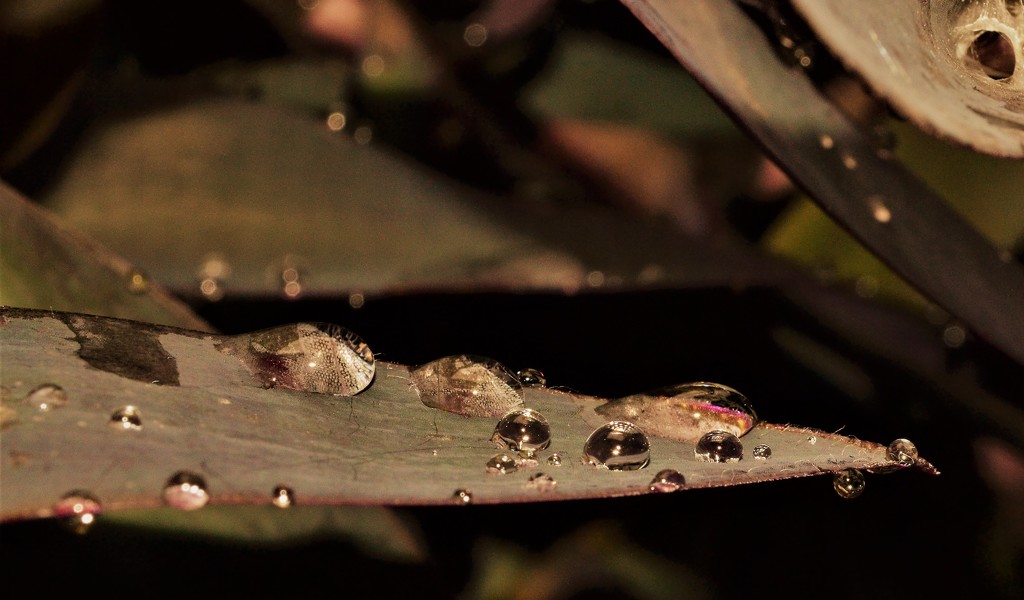 Water Drops by dmdfday