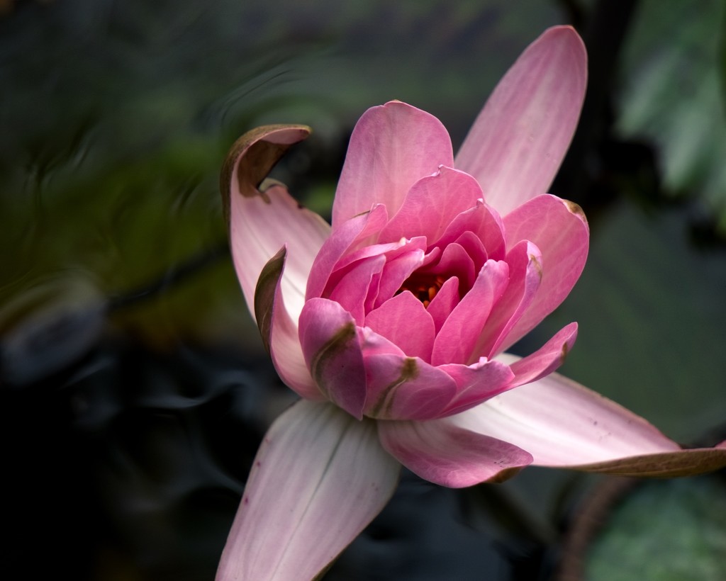 Another year, another waterlily by eudora