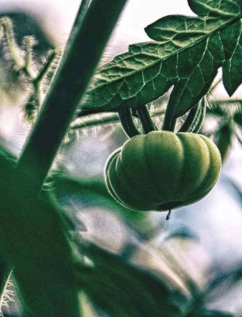 My Garden - Tomato by annied
