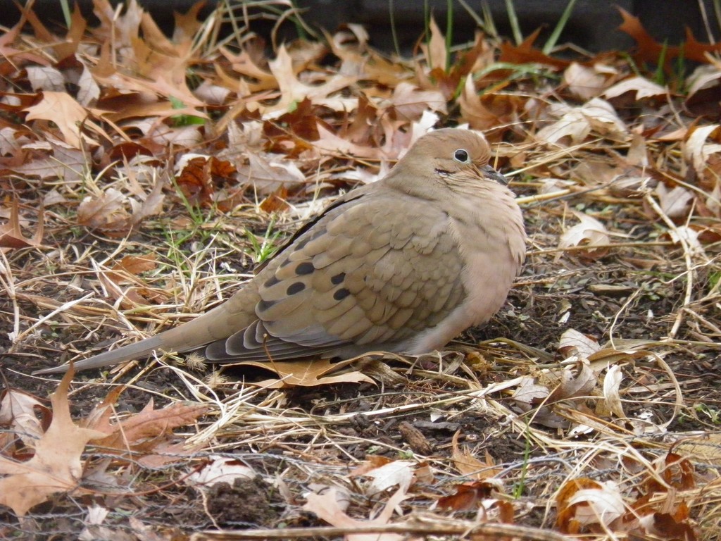 Mourning Dove by daisymiller