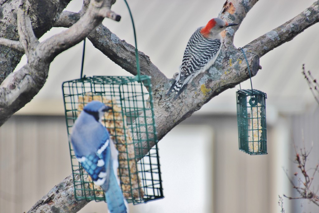Red-Bellied Woodpecker and Blue jay by bjchipman