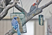 3rd Jan 2017 - Red-Bellied Woodpecker and Blue jay