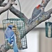 Red-Bellied Woodpecker and Blue jay by bjchipman