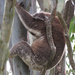 lumbar support by koalagardens