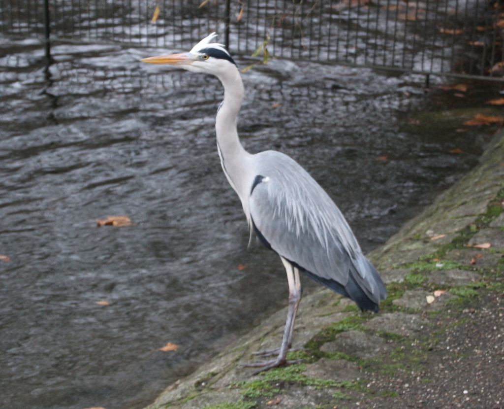 Heron Battersea Park by oldjosh