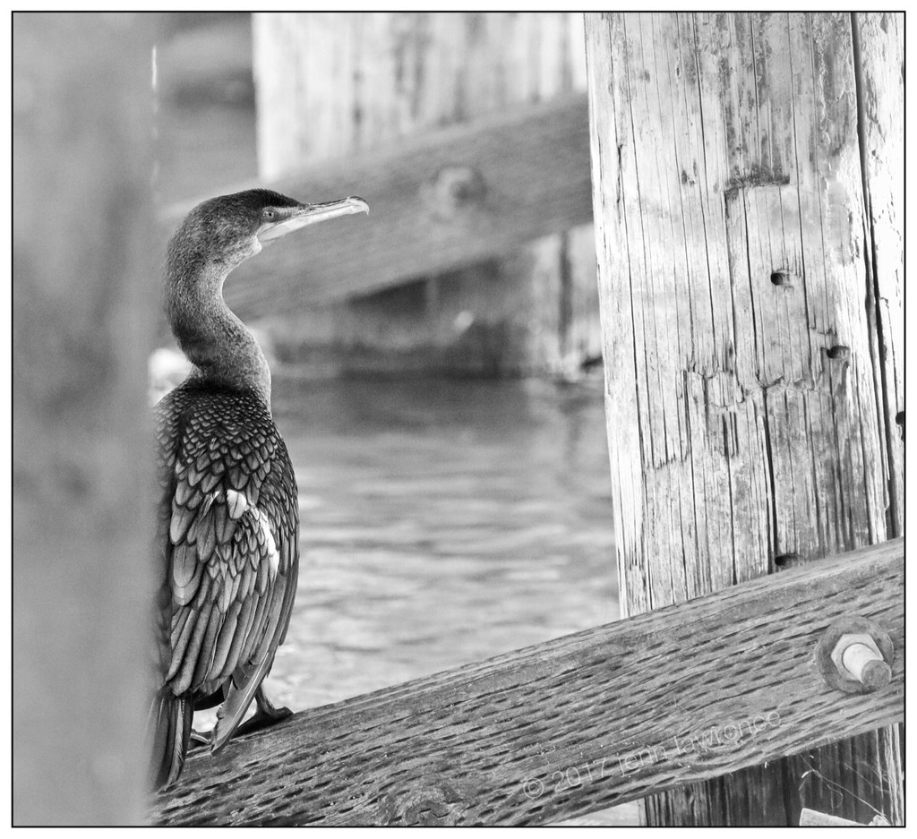 Cormorant in BW by aikiuser