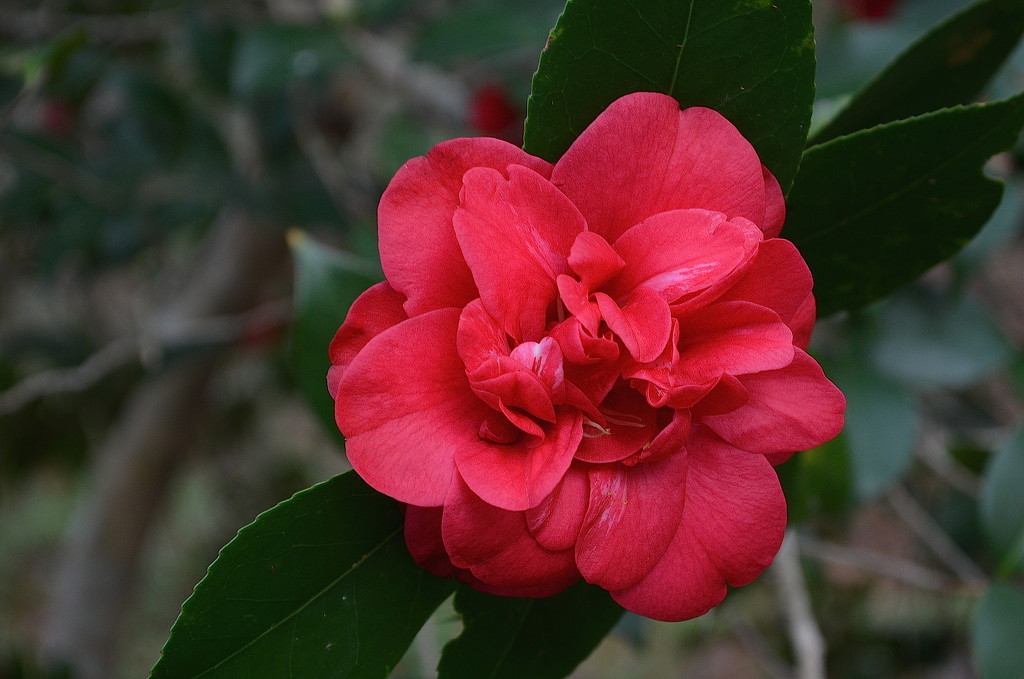 Resplendent camellia by congaree