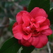 Resplendent camellia by congaree