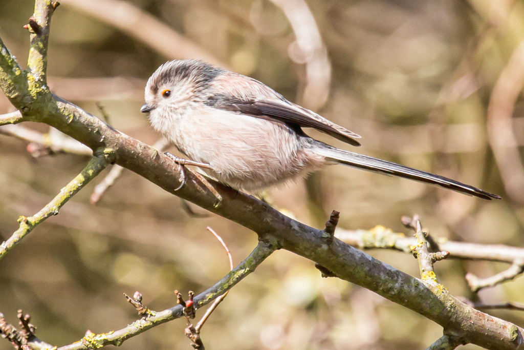 2017 01 05 - Long Tailed Tit by pamknowler
