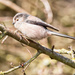 2017 01 05 - Long Tailed Tit by pamknowler