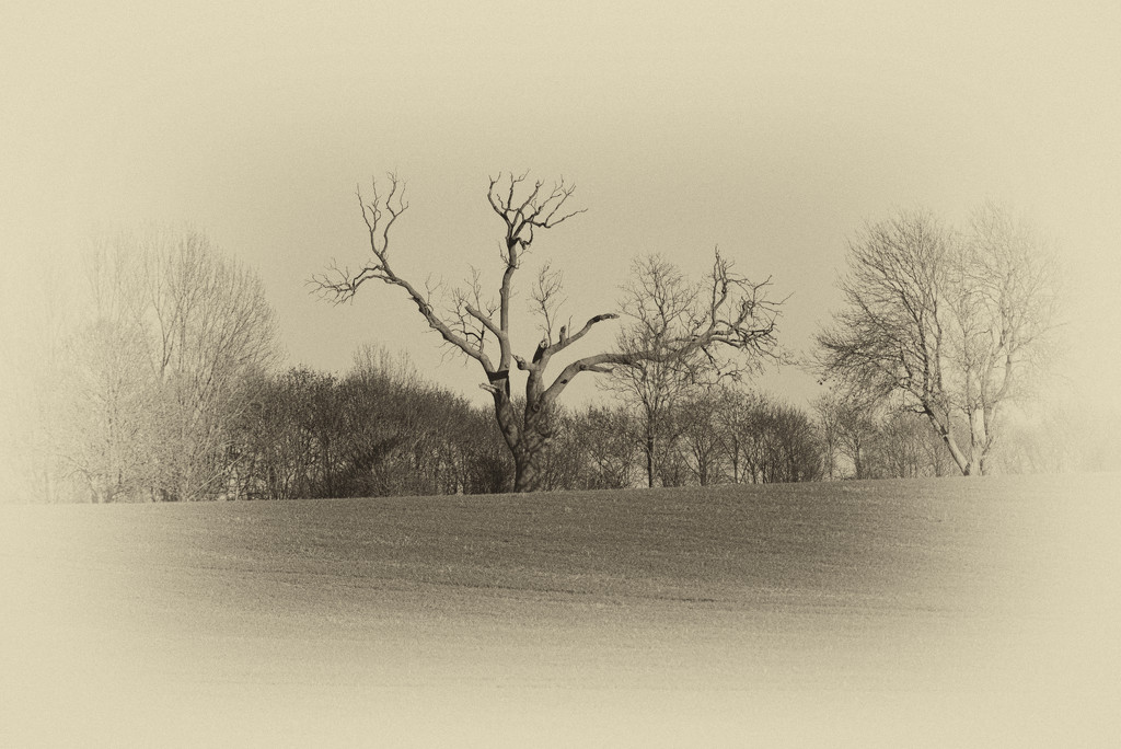 Lone tree by rosiekind