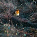 Winter Sparkle by jesperani