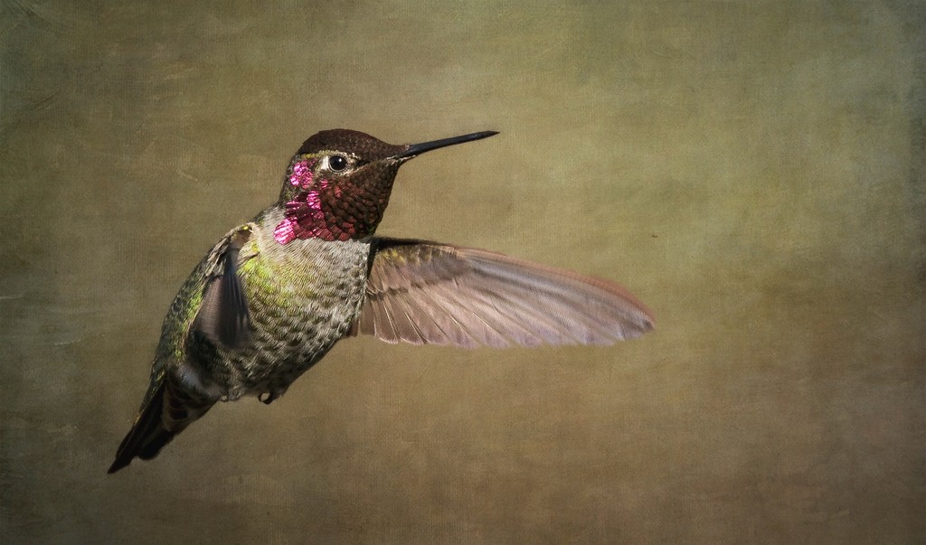 Male Annas Hummingbird by jgpittenger