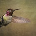 Male Annas Hummingbird by jgpittenger