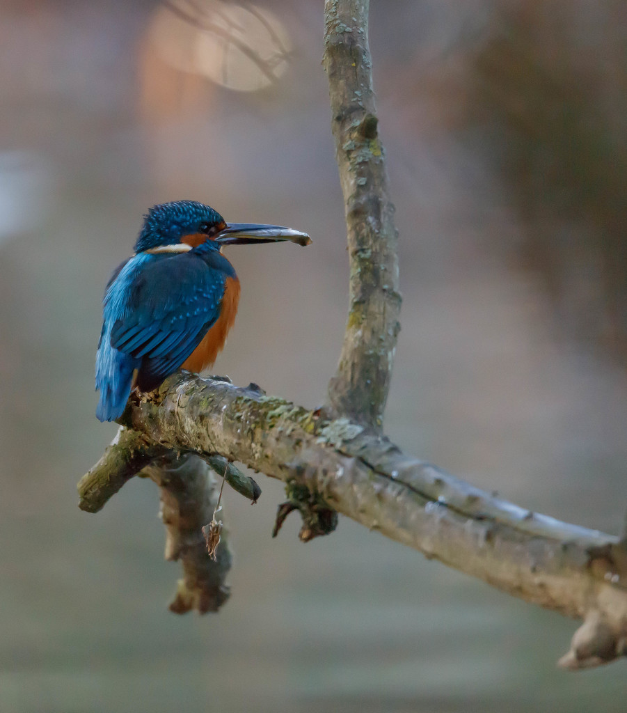 Male Kingfisher-fish ready to go(filler NCR) by padlock