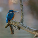 Male Kingfisher-fish ready to go(filler NCR) by padlock