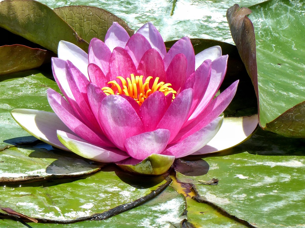 Water Lily by ludwigsdiana