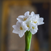 5th Jan 2017 - Paperwhite Narcissus Blooms