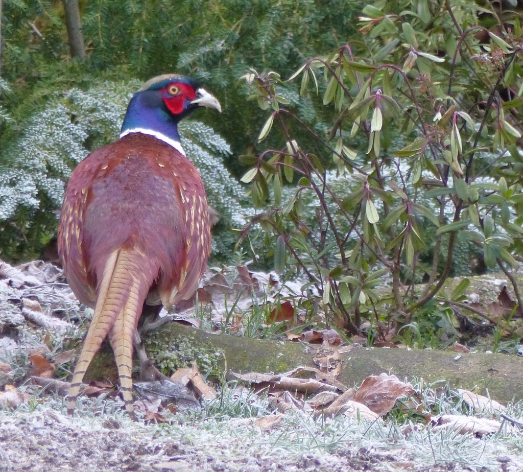 Pheasant and Frost by susiemc