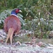 Pheasant and Frost by susiemc