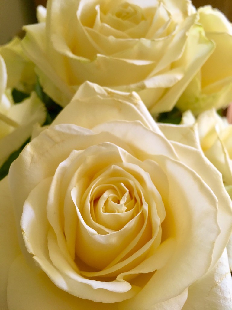 Ivory rose by 365projectdrewpdavies