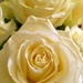 Ivory rose by 365projectdrewpdavies