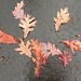 Oak Leaves by harbie