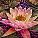 The Lotus by joysfocus