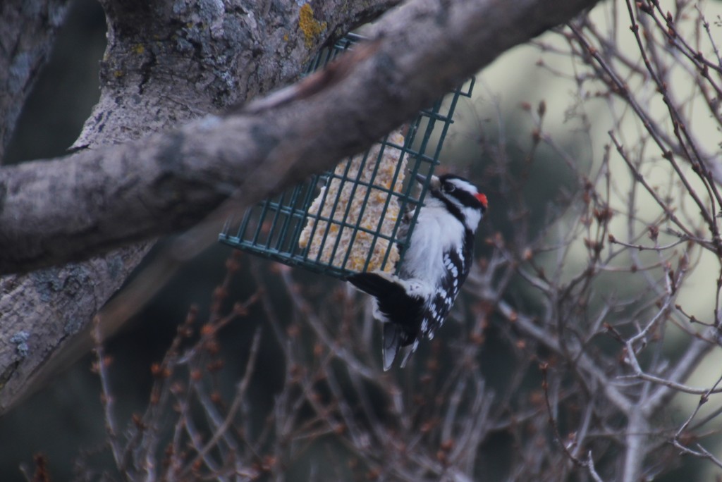 Hungry Downy Woodpecker by bjchipman