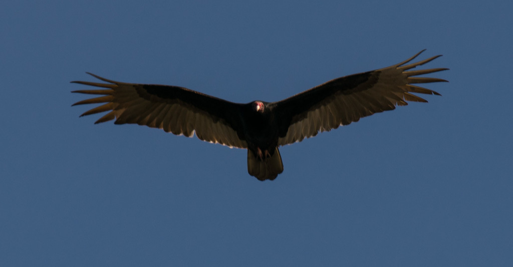 Vulture in Flight! by rickster549