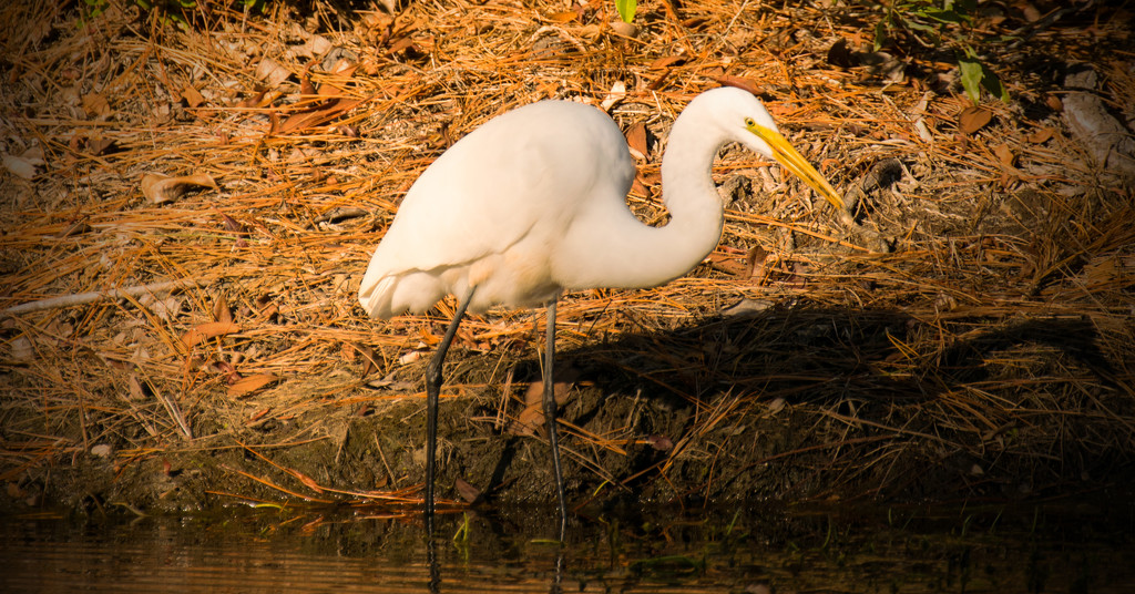 Egret Searching for Snacks! by rickster549