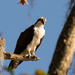 Osprey Flew in Just in Time! by rickster549