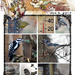 Backyard Bird Collage by dsp2
