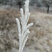 Frosty Plume by harbie