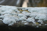 29th Dec 2016 - Frosted Moss
