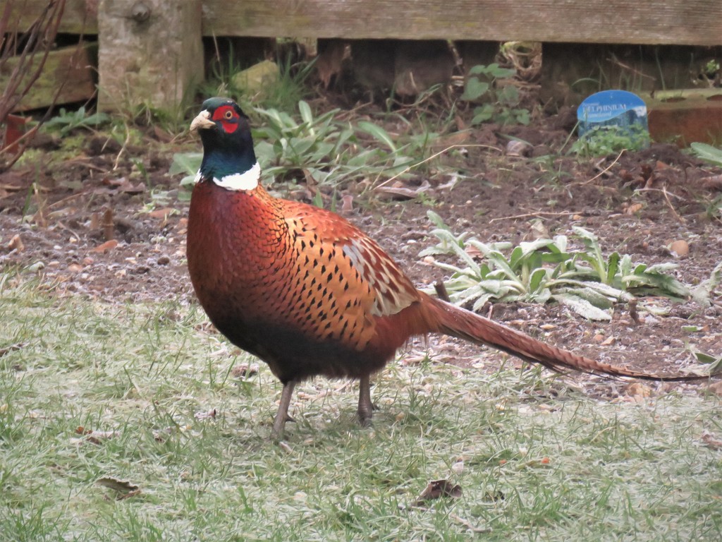 Garden Visitor - Pheasant by phil_sandford